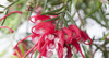 Grevillea X  Lanígera Mount Tamboritha , Australiana ! 3