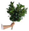 Rama Hojas Mediana X10uni Artificial Decoracion Ambientacion 3