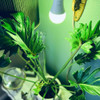 Tropic A199w Lámpara De Cultivo Plantas Tropicales Esp... 1