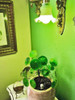 Tropic A199w Lámpara De Cultivo Plantas Tropicales Esp... 2