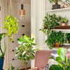 Tropic A199w Lámpara De Cultivo Plantas Tropicales Esp... 3