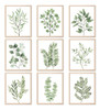 ~? 9pcs Impresiones De Arte De Pared De Plantas Botánicas De 0