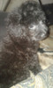 Caniche Color Gris 2
