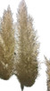 Pampa Grass / Cola De Zorro / Cortadera De Las Pampas 3 Pampa Grass / Cola De Zorro / Cortadera De Las Pampas 3