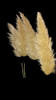 Pampa Grass / Cola De Zorro / Cortadera De Las Pampas 5 Pampa Grass / Cola De Zorro / Cortadera De Las Pampas 5