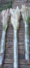 Pampa Grass / Cola De Zorro / Cortadera De Las Pampas 7 Pampa Grass / Cola De Zorro / Cortadera De Las Pampas 7