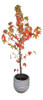 Liquidambar, Àrboles 0