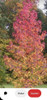 Liquidambar, Àrboles 5
