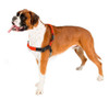 Arnés De Adiestramiento Perro Large + Envío Gratis 5