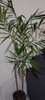 Planta Palmera Chamadorea Bambú Maceta De Cultivo X7lts 3 Planta Palmera Chamadorea Bambú Maceta De Cultivo X7lts 3