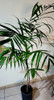 Planta Palmera Chamadorea Bambú Maceta De Cultivo X7lts 5 Planta Palmera Chamadorea Bambú Maceta De Cultivo X7lts 5