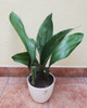 Aspidistra + Maceta Premium 2