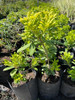 Planta Pittosporum - Ideal Jardines Exterior - Envíos 4 Planta Pittosporum - Ideal Jardines Exterior - Envíos 4