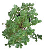 Planta Boldo Rastrero 0
