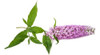 Buddleia Davidii Atrae Mariposas. Decojardin Vivero A Tu Me 0