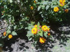 Vivero Cielo Verde Orgánico Lantana 2 Vivero Cielo Verde Orgánico Lantana 2