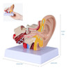 Modelo De Oido Humano 1,5 Veces Agrandado Con Base 5