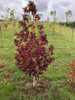 Liquidambar Árbol 5