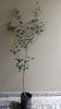 Planta De Membrillo - Arbol Frutal Adulto!!! 1