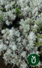 Planta Senecio - Ideal Jardines - Envíos 3