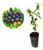 Plantas De Guaviyú - Delicioso Frutal Nativo!!! 0