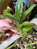 Esqueje Callisia Fragrans 3