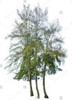 Casuarina Cortina De Viento  - E. Gratis Caba Y Gba 0