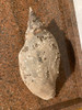 Caracol De Mar 1