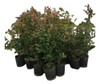 Eugenias. Oferta! Plantas Para Cercos Naturales 2 Eugenias. Oferta! Plantas Para Cercos Naturales 2