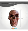 Cabeza Calavera Craneo Humano Decoracion Cotillon Halloween 4 Cabeza Calavera Craneo Humano Decoracion Cotillon Halloween 4