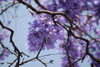 Jacarandá , Arbol Para La Vereda 3
