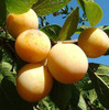 Arbol De Ciruela Amarilla 2