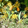 20 Tulipanes, Flores Artificiales Mandys - Naranja. 6