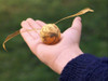 Snitch Dorada. Harry Potter. Tamaño Real 1:1 2