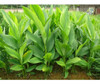 Planta De Cúrcuma ( Curcuma Longa ) 3