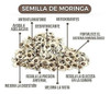 Semillas De Moringa Orgánicas 25 Unidades 2