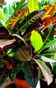 Crotòn Codiaeum (lagart) 4