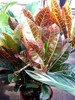 Crotòn Codiaeum (lagart) 6
