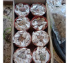 Lithops - Caja X 10 1