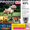 Prodog Builder 4pack Canicross Edition By Bigdogs 3