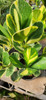 Clusia Fluminensis  Variegada, Novedad ! 1