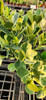 Clusia Fluminensis  Variegada, Novedad ! 2