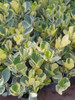 Clusia Fluminensis  Variegada, Novedad ! 3