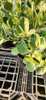 Clusia Fluminensis  Variegada, Novedad ! 5