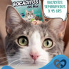 Bocadito Gato Del Mar Golocan Omega 3 - Pack X5 Unidades 2