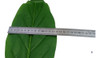 Hoja Árbol Verde Artificial Precio Por Unidad Nuevo 2