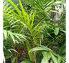 Palmera Real .  Archontophoenix Cunninghamiana 3