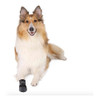 Botas Antideslizantes Neoprene Para Perro Talle Xxl Trixie 1
