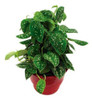 Scindapsus C21 0