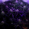 Hidroponia Dwc 20l Kit Inicial - Grow Pot Original 3 Hidroponia Dwc 20l Kit Inicial - Grow Pot Original 3